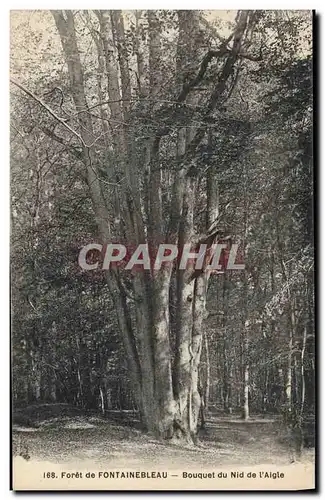 Ansichtskarte AK Arbre Foret de Fontainebleau Bouquet du nid de l&#39aigle