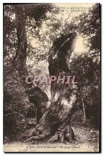 Ansichtskarte AK Arbre La Sainte Baume Le gros chene