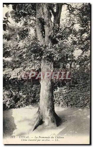 Cartes postales Arbre Epinal La promenade du chateau Chene traverse par un obus