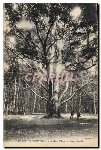 Cartes postales Arbre Foret de Compiegne Le gros hetre de Vieux moulin