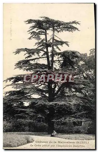Cartes postales Arbre Chateau de la Malmaison Rueil Le chene plante par l&#39imperatrice