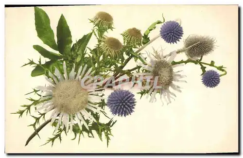 Cartes postales Fantaisie Fleurs