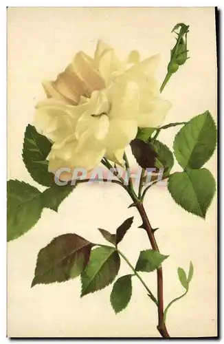 Cartes postales Fantaisie Fleurs