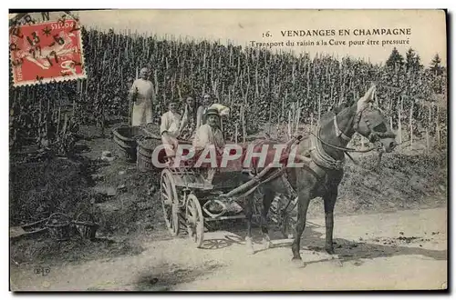 Cartes postales Folklore Vigne Vendanges Champagne Transport du raisin a la cuve apres etre pressure TOP