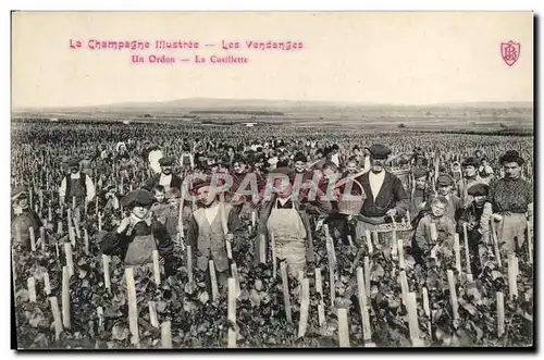 Cartes postales Folklore Vigne Vendanges Un Ordon La cueillette TOP