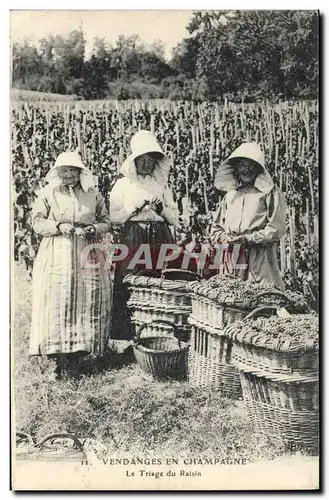 Cartes postales Folklore Vigne Vendanges Champagne Le triage du raisin TOP