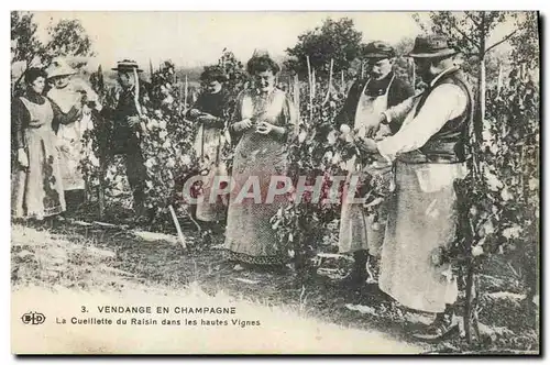 Cartes postales Folklore Vigne Vendanges Champagne La cueillette du raisin dans les hautes vignes TOP