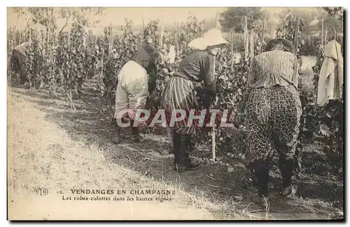 Cartes postales Folklore Vigne Vendanges Champagne Les robes culottes dans les hautes vignes TOP
