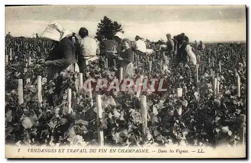 Ansichtskarte AK Folklore Vigne Vendanges Champagne Dans les vignes TOP