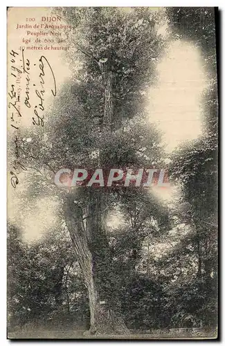 Cartes postales Arbre Dijon Jardin de l&#39arquebus Peuplier Noir