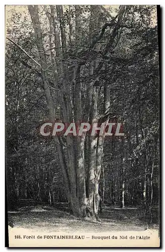 Ansichtskarte AK Arbre Foret de Fontainebleau Bouquet du Nid de l&#39aigle