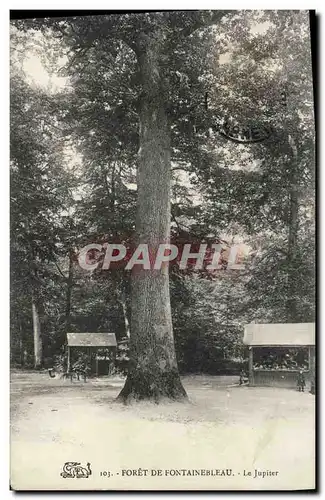 Ansichtskarte AK Arbre Foret de Fontainebleau Le Jupiter