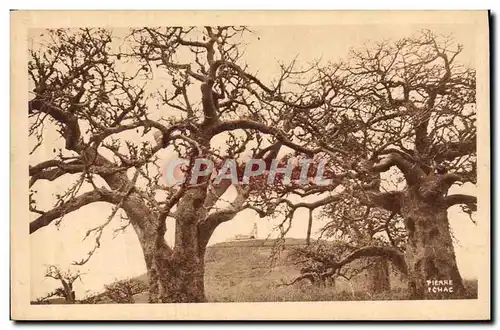 Cartes postales Arbre Compagnie Generale de Navigation a vapeur Cyp Fabre Le phare de Mammelles a Dakar Senegal