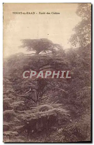 Cartes postales Arbre Teniet el Haad Foret de cedres