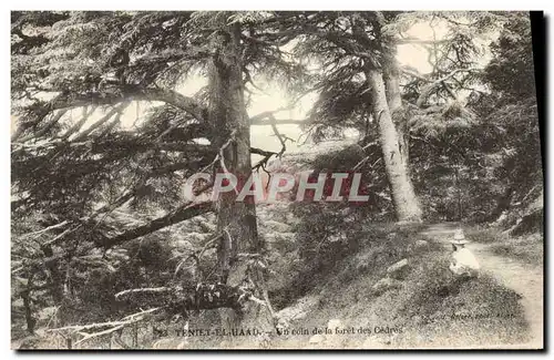 Cartes postales Arbre Teniet el Haad Un coin de la foret des cedres