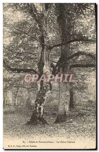 Cartes postales Arbre Palais de Fontainebleau Le chene charme