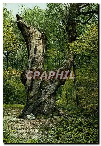 Ansichtskarte AK Arbre La Sainte Baume Le grand chene