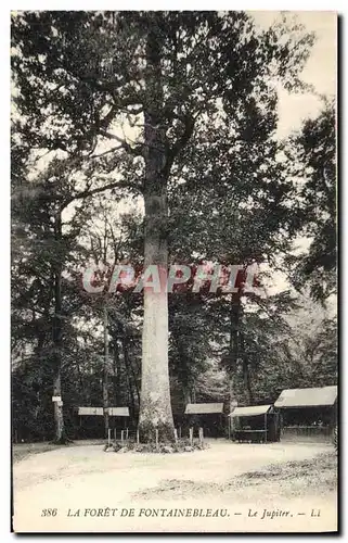 Cartes postales Arbre Foret de Fontainebleau Le Jup�ter