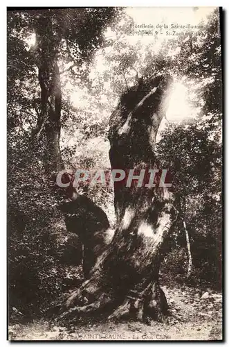 Cartes postales Arbre La Sainte Baume Le gros chene