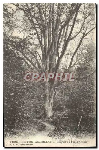 Ansichtskarte AK Arbre Foret de Fontainebleau Bouquet du feu d&#39artificie