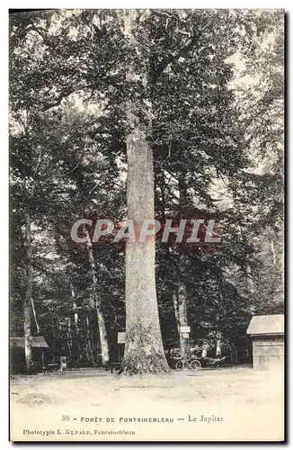 Ansichtskarte AK Arbre Foret de Fontainebleau Le Jupiter