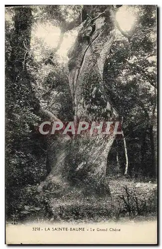 Cartes postales Arbre La Sainte Baume Le grand chene