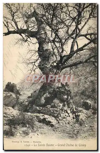 Cartes postales Arbre La Sainte Baume Grand chaine de Giniez