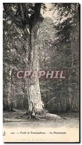 Ansichtskarte AK Arbre Foret de Fontainebleau Le Pharamond