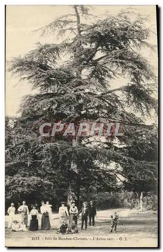 Cartes postales Arbre Bois de Meudon Clamart L&#39arbre vert