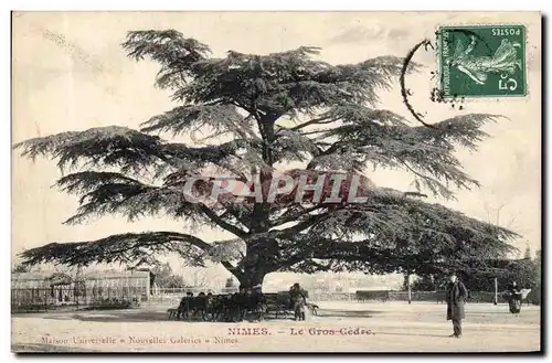 Cartes postales Arbre Nimes Le gros cedre