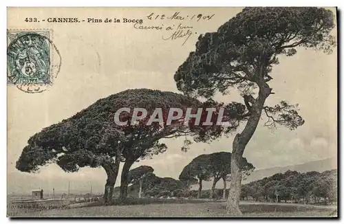 Cartes postales Arbre Cannes Pins de la Bocca