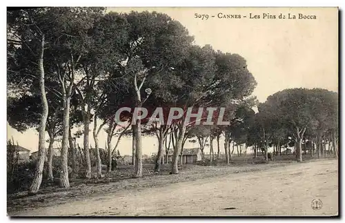 Cartes postales Arbre Cannes Les pins de la Bocca