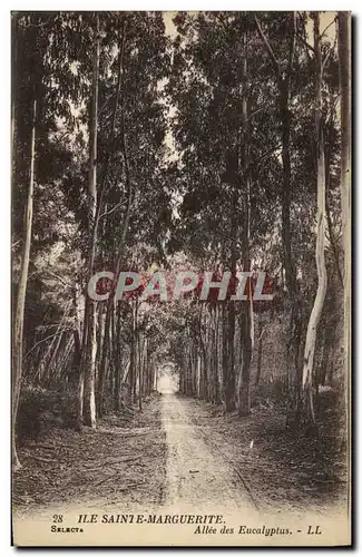 Cartes postales Arbre Ile Sainte Marguerite Allee des Eucalyptus