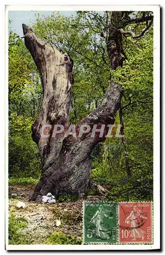 Ansichtskarte AK Arbre La Sainte Baume Le grand chene