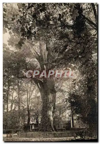 Cartes postales Arbre Les coins de Dijon Le peuplier de l&#39arquebuse