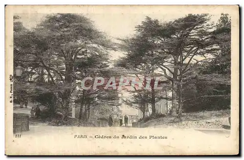 Ansichtskarte AK Arbre Paris Cedres du Jardin des plantes