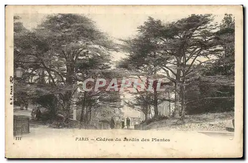 Cartes postales Arbre Paris Cedres du Jardin des plantes