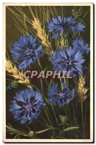 Cartes postales Fantaisie Fleurs Centaures Cyanus