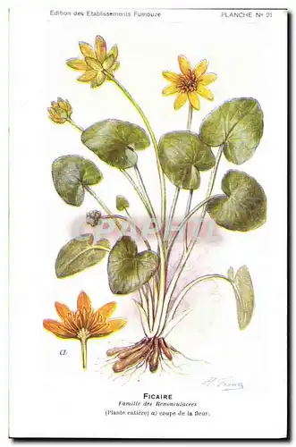 Cartes postales Fantaisie Fleurs Ficaire Famille des Renonculacees