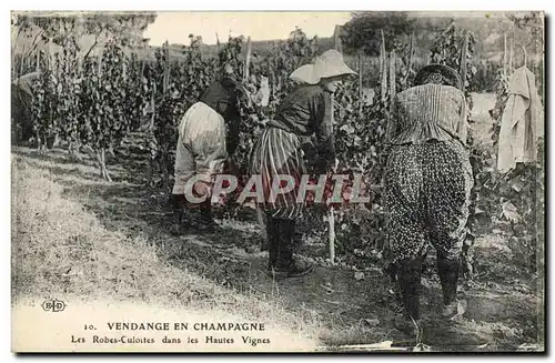 Cartes postales Folklore Vin Vignobles Champagne Vendange en Champagne Les Robes Culottes dans les Hautes Vignes