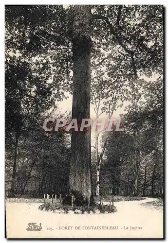 Ansichtskarte AK Arbre Foret de Fontainebleau Le Jupiter