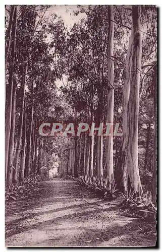 Cartes postales Arbre Allee d&#39eucalyptus