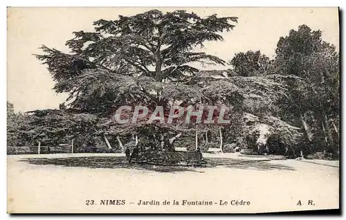 Ansichtskarte AK Arbre Nimes Jardin de la Fontaine Le cedre