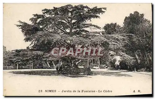 Cartes postales Arbre Nimes Jardin de la Fontaine Le cedre
