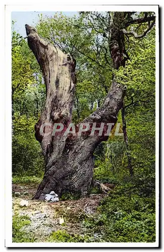 Ansichtskarte AK Arbre La Sainte Baume Le grand chene