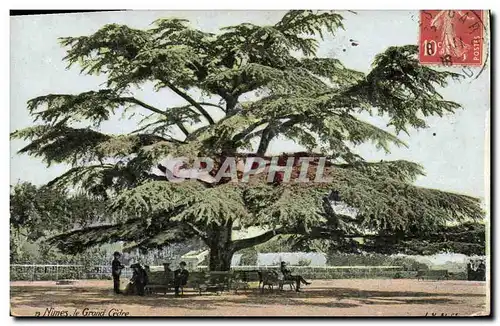 Ansichtskarte AK Arbre Nimes Le grand cedre