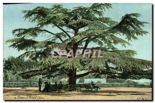 Ansichtskarte AK Arbre Nimes Le grand cedre