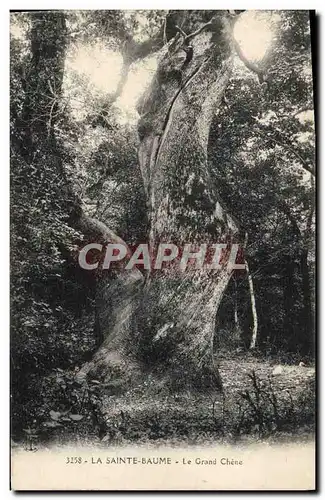 Ansichtskarte AK Arbre La Sainte Baume Le grand chene