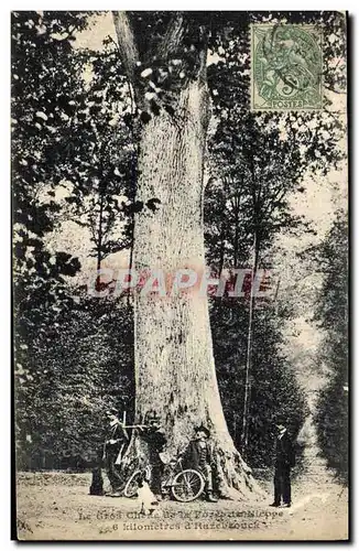 Cartes postales Arbre Le gros chene de la foret de Nieppe