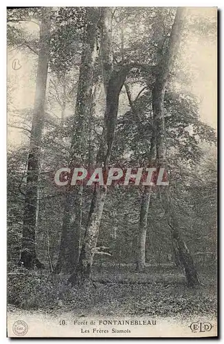 Ansichtskarte AK Arbre Foret de Fontainebleau Les freres Siamois